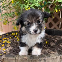 Danish - Black and tan female Pembroke Welsh Corgi puppy in Bakersfield, California from Kern River Corgis
