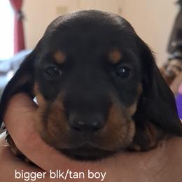 Standard Boy 2 - Black and tan male Dachshund puppy in La Pine, Oregon from Lil Deschutes