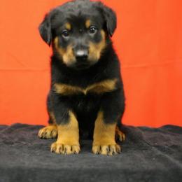 Black - Black and rust male Beauceron puppy in Batavia, New York from Oakland Beaucerons