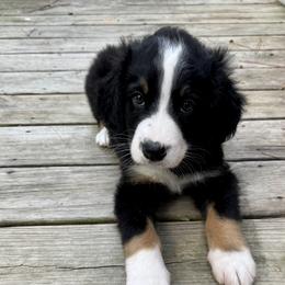 Bernedoodle Puppies from Cove Creek Companions