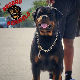 curly tail - Rottweiler