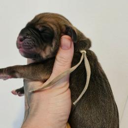 White collar - Fawn female Great Dane puppy in Warren, Ohio from Loyal-Loves Great Danes