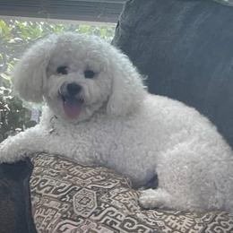 Jessica - Poodle