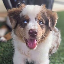 Dusty - Australian Shepherd puppy from Heaven Scent Aussies