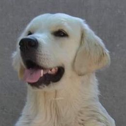 Sunshine - Golden Retriever