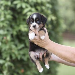 Grace - Blue merle female Miniature Australian Shepherd puppy in White Oak, Texas from Triple Lake Ranch Miniature Australian Shepherds