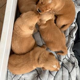 Pick - Golden male Golden Retriever puppy in Huntington Beach, California from Beach Cities Golden Retrievers