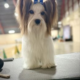 Milkshake - Biewer Terrier