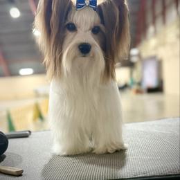 Milkshake - Biewer Terrier