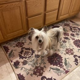 Chinese Crested All Grown Up from Nesheto Chinese Cresteds