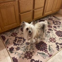 Chinese Crested All Grown Up from Nesheto Chinese Cresteds