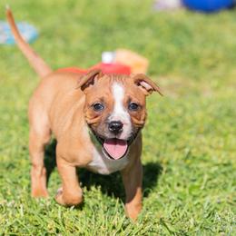 Staffordshire Bull Terrier Puppies from Vivace Staffords