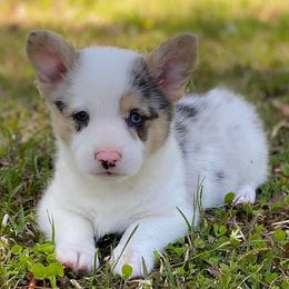 American Corgis and Goldendoodles from Circle N Farms