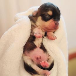 Thunder - Black sabled fawn male Chihuahua puppy in Wayland, Michigan from MI Chihuahua