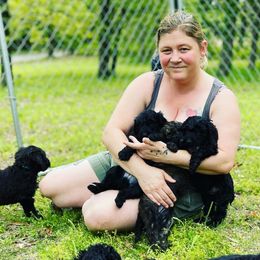 Goldendoodle, Miniature Schnauzer, and Poodle Puppies from 501Doodles