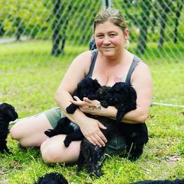 Goldendoodle, Miniature Schnauzer, and Poodle Puppies from 501Doodles