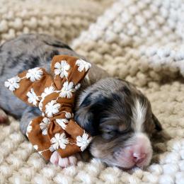 Piper - Blue merle female Bernedoodle puppy in Apple Creek, Ohio from Cuddle Paws