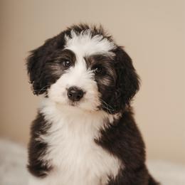 Eloise Bridgerton - Black and white female Sheepadoodle puppy in Edmond, Oklahoma from Rock N Roll Doodles