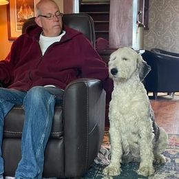 Frannie - Old English Sheepdog