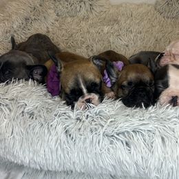 French Bulldog Puppies from For The Love of Frenchies