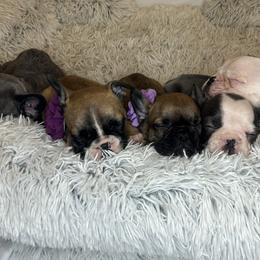 French Bulldog Puppies from For The Love of Frenchies