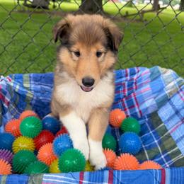 Amethyst - Sable and white female Collie puppy in Carencro, Louisiana from Cajun Bayou's Collies LLC
