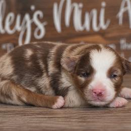 Colt - Red merle male Miniature Australian Shepherd puppy in Lowgap, North Carolina from Baileys Mini Aussies