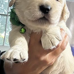 Golden Retriever Puppies from Ruff Life Goldens