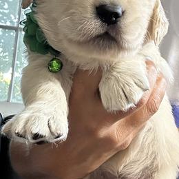 Golden Retriever Puppies from Ruff Life Goldens