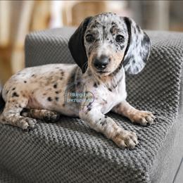 Gigi black and tan roan dapple pie. - Piebald female Dachshund puppy in Herald, California from Bluegum Dachshunds