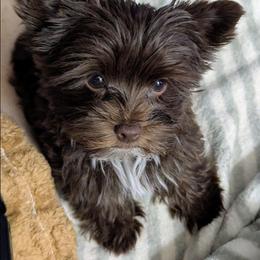 Puppy - Chocolate male Morkie puppy in Bucyrus, Ohio from Dyer's Beauties