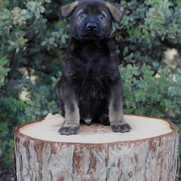 Wilder - Sable male German Shepherd puppy in Coarsegold, California from Yosemite Shepherds