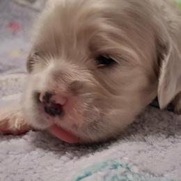 Fern - Buff female Cocker Spaniel puppy in Crossville, Tennessee from Timber Sunrise Cockers