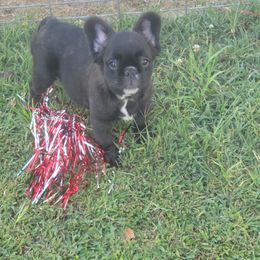 French Bulldogs from Rusty Spur Frenchies