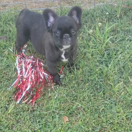 French Bulldogs from Rusty Spur Frenchies