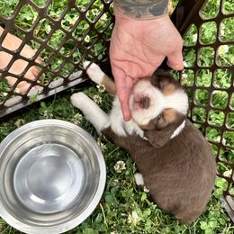 Miniature American Shepherd and Miniature Australian Shepherd Puppies from Whiskeytown Aussies