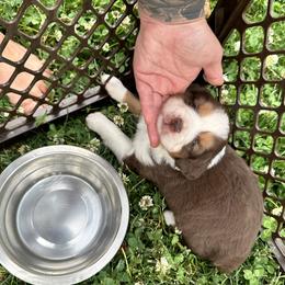 Miniature American Shepherd and Miniature Australian Shepherd Puppies from Whiskeytown Aussies