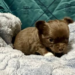 Daniel - Chocolate and white Chihuahua puppy in Oklahoma City, Oklahoma from Savvy Chihuahuas of Oklahoma