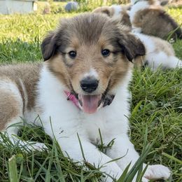 Collies from Abundant Life Family Farm