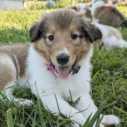 Collies from Abundant Life Family Farm