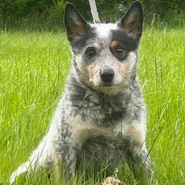 Gucci - Australian Cattle Dog