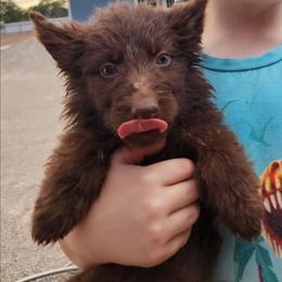 Sage - Liver female German Shepherd puppy in Los Lunas, New Mexico from Mali's German Shepherds LLC