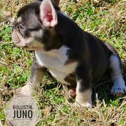 Juno - Tricolors female French Bulldog puppy in Celeste, Texas from Bullistik® Knl