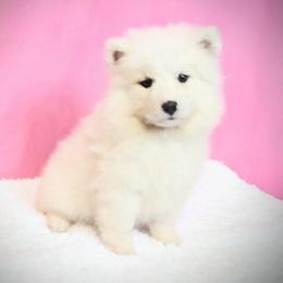 Harper - White female Samoyed puppy in Durant, Oklahoma from OrangeLine Samoyeds