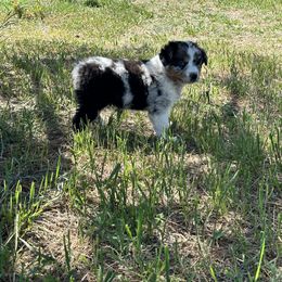 Australian Shepherd Puppies from 5280 Australian Shepherd