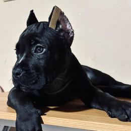 Brutale - Black male Cane Corso puppy in Houston, Texas from Mortaio Cane Corso