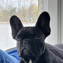 French Bulldogs from FrenchieDad2023