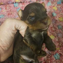 Canelo - Chocolate, tan and white male Yorkshire Terrier puppy in Los Angeles, California from WESTWAY Yorkies