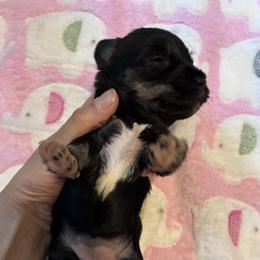 Erin - Black and silver female Miniature Schnauzer puppy in Hedgesville, West Virginia from Clay Hill Kennels
