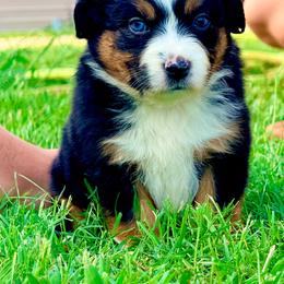 Hurricane - Black tri-color female Australian Shepherd puppy in Mineral Wells, Texas from A6 Australian Shepards